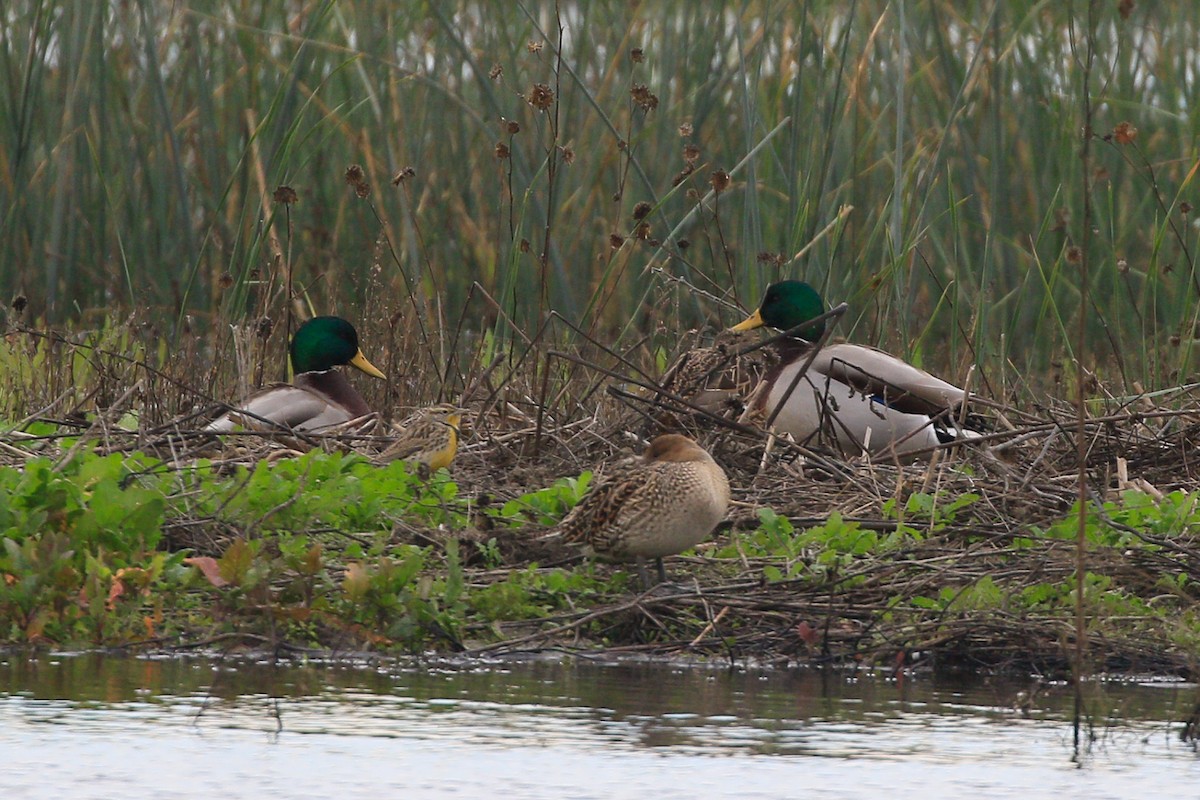 Mallard - Sean Smith