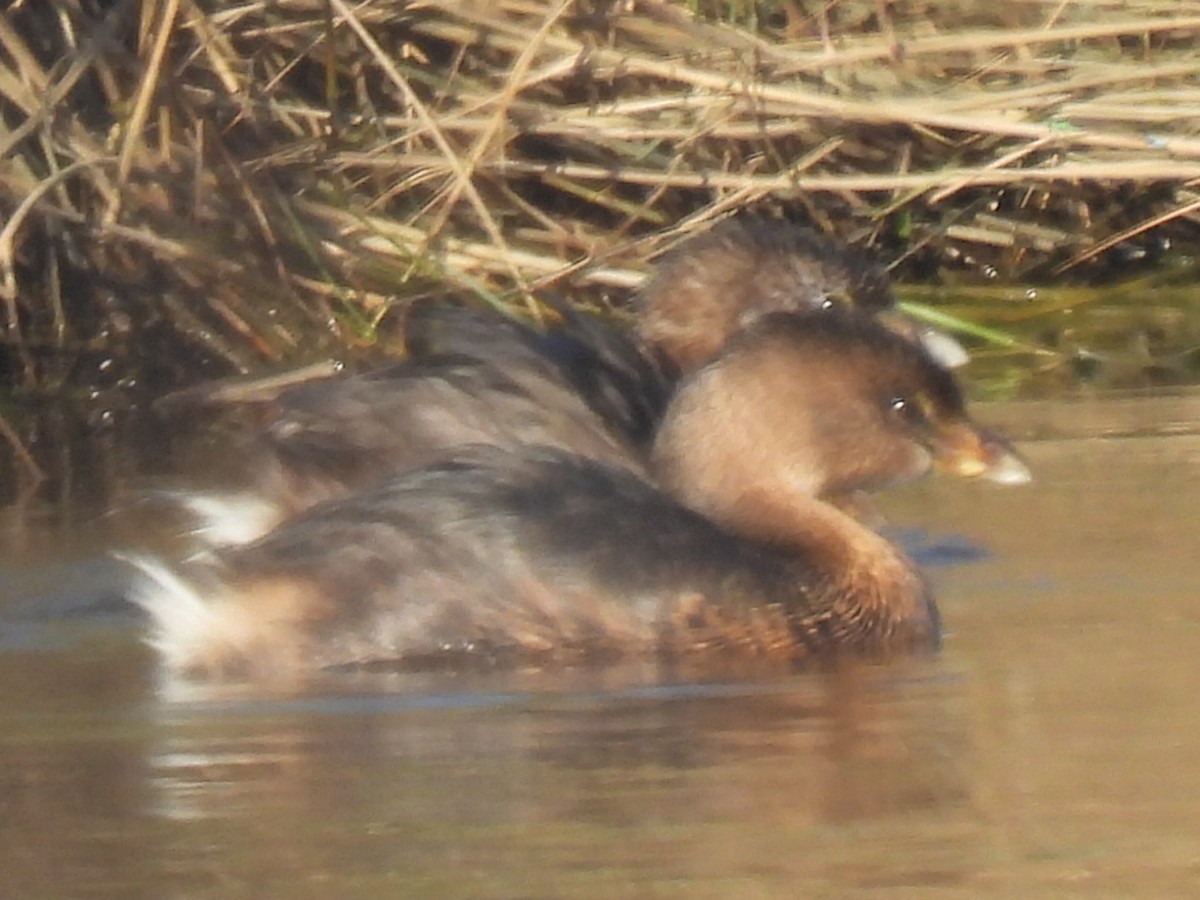 Pied-billed Grebe - ML612108766