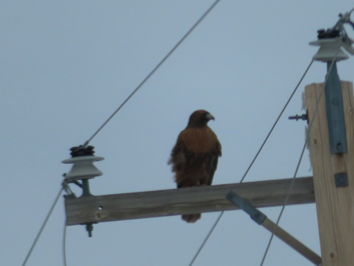 Red-tailed Hawk (calurus/alascensis) - ML612108868