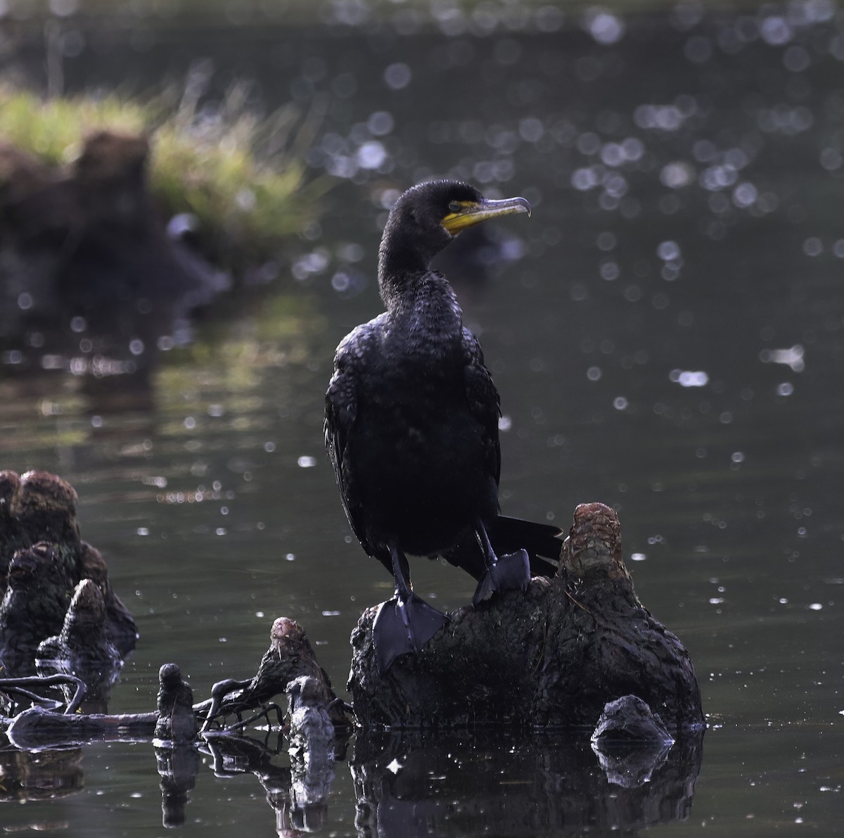 Cormorán Orejudo - ML612108911