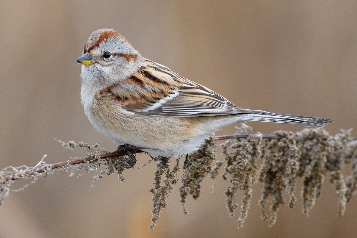 American Tree Sparrow - ML612109106