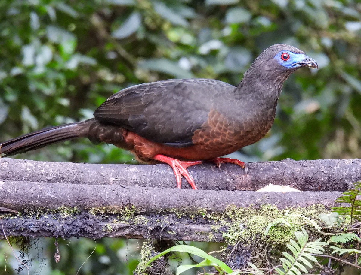 Sickle-winged Guan - ML612109119