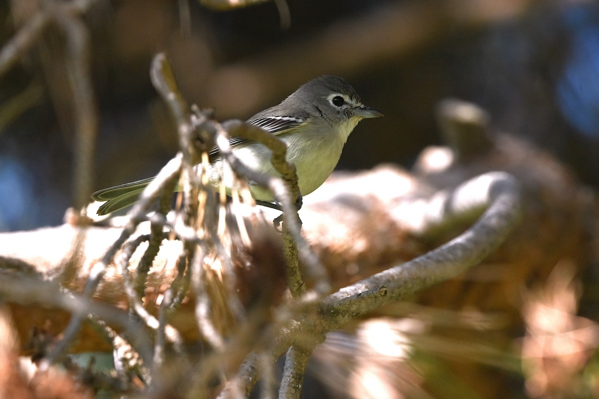 Kurşuni Vireo - ML612109129