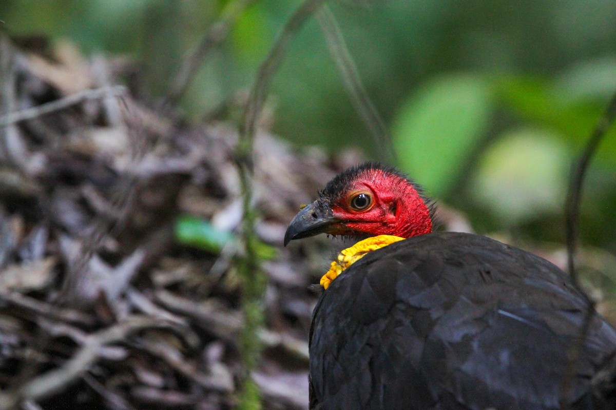 Australian Brushturkey - Jesse Watson