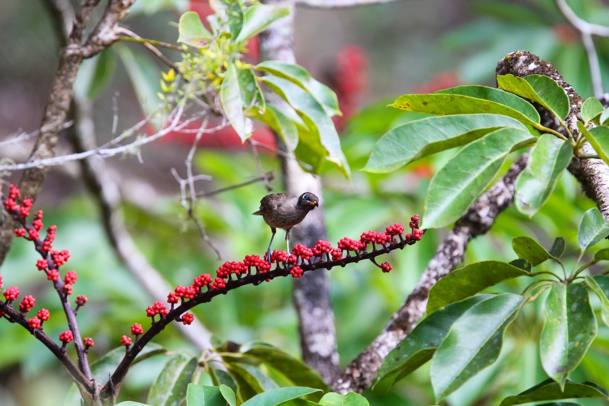 Bridled Honeyeater - Jesse Watson