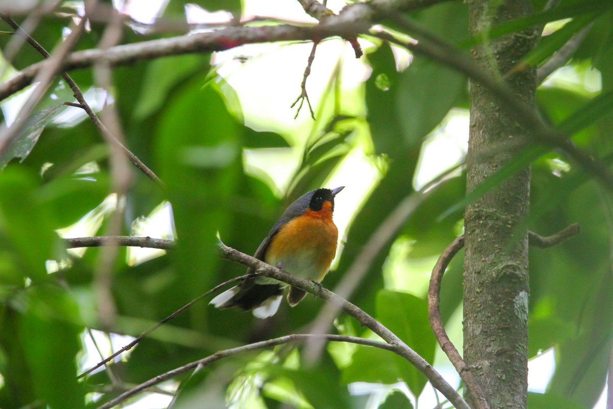 Spectacled Monarch - ML612109158