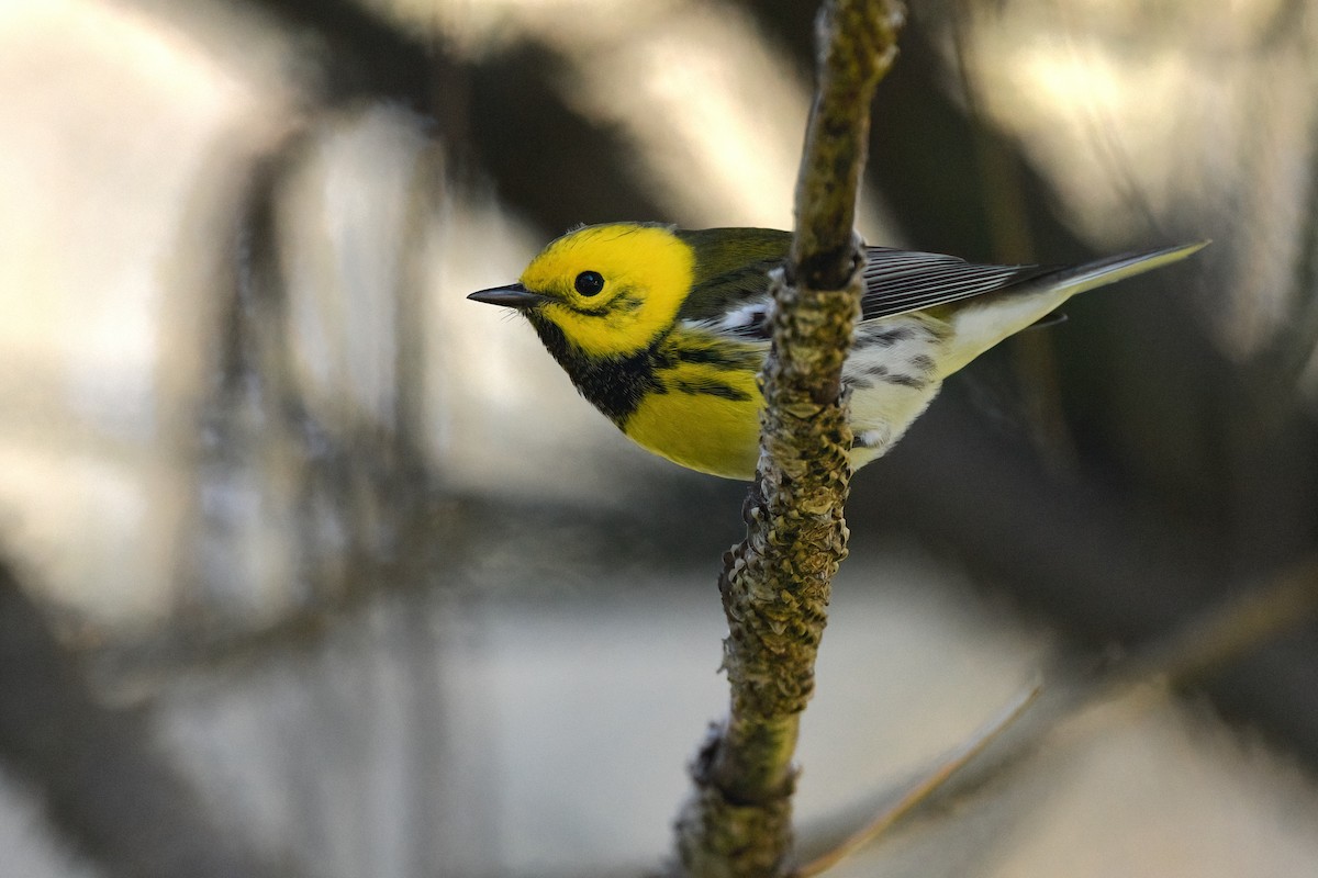 Townsend's x Hermit Warbler (hybrid) - ML612109171