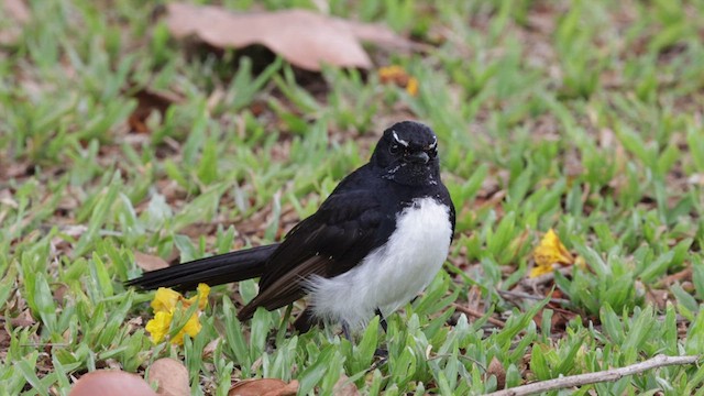 Willie-wagtail - ML612109174