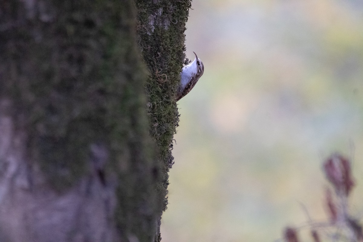 Eurasian Treecreeper - Hassan Rokni