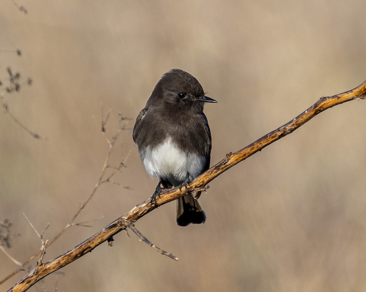 Black Phoebe - ML612109344