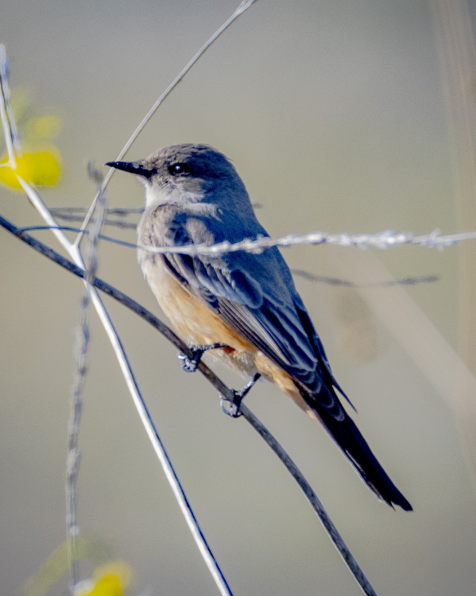 Say's Phoebe - ML612109369