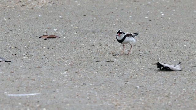 Black-fronted Dotterel - ML612109371