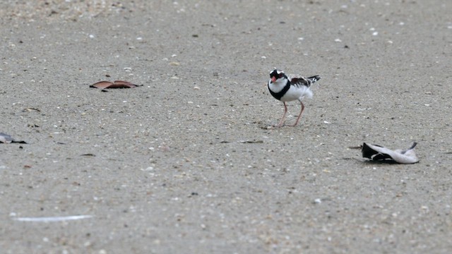 Black-fronted Dotterel - ML612109371