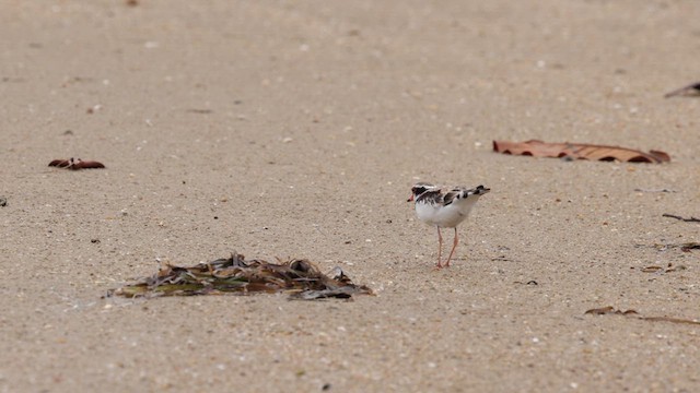 Black-fronted Dotterel - ML612109378