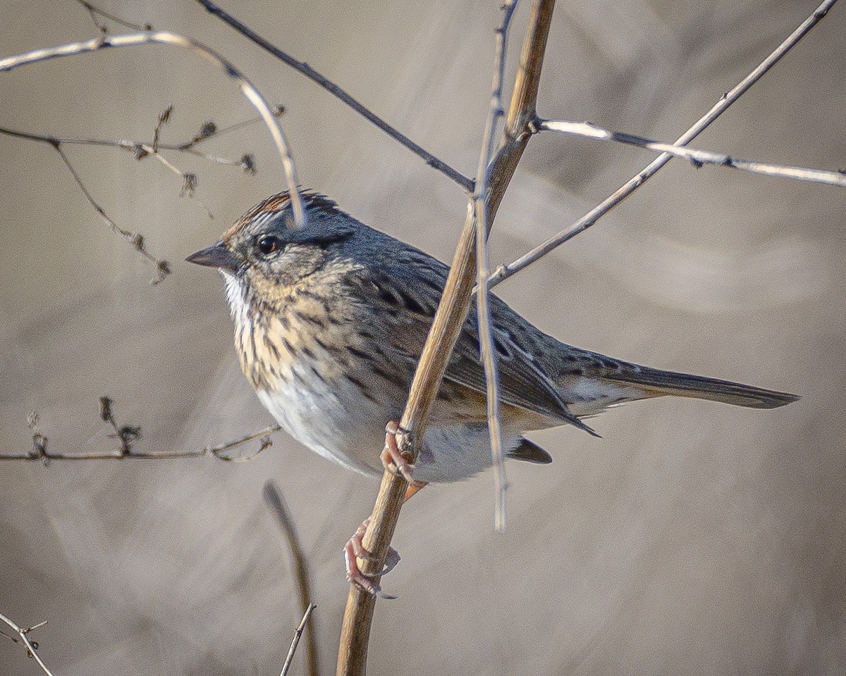 Lincoln's Sparrow - ML612109422