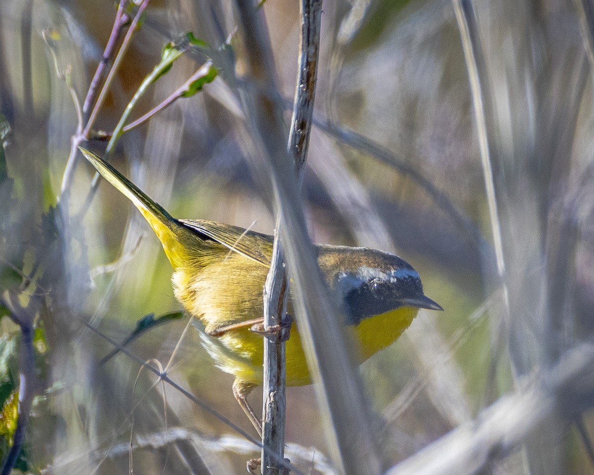 Common Yellowthroat - James Kendall