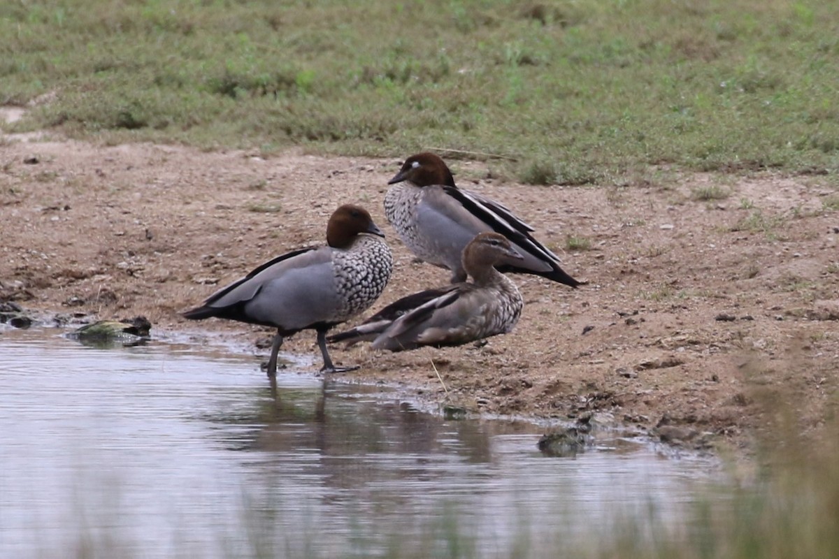 Maned Duck - ML612109434