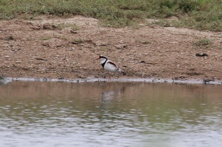 Black-fronted Dotterel - ML612109438