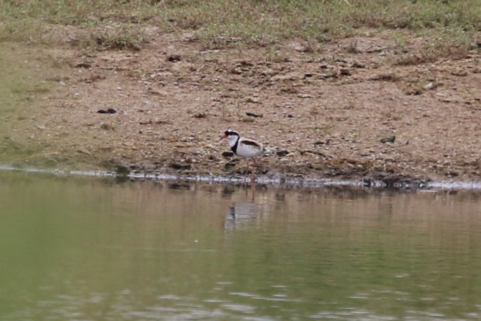 Black-fronted Dotterel - Deb & Rod R