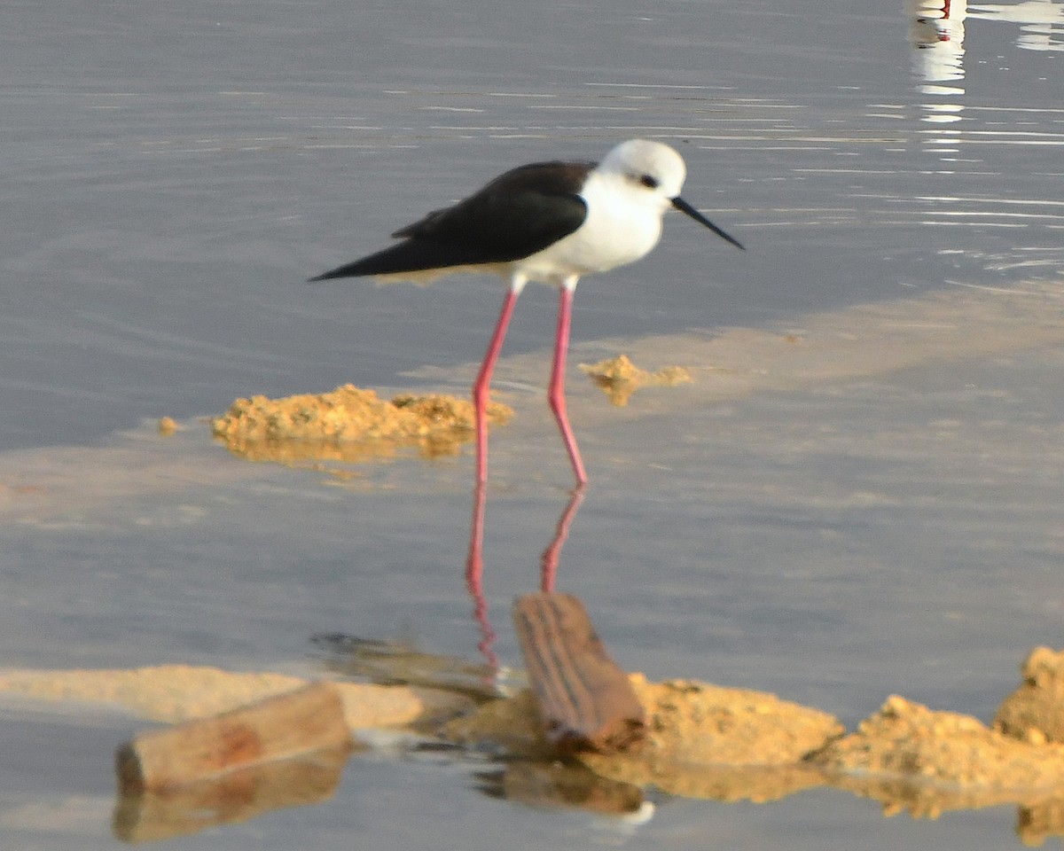 Black-winged Stilt - ML612109482