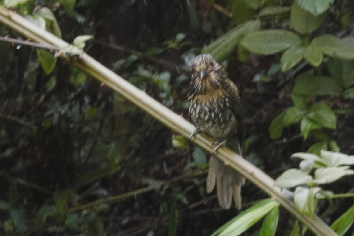 Black-streaked Puffbird - Jun Tsuchiya