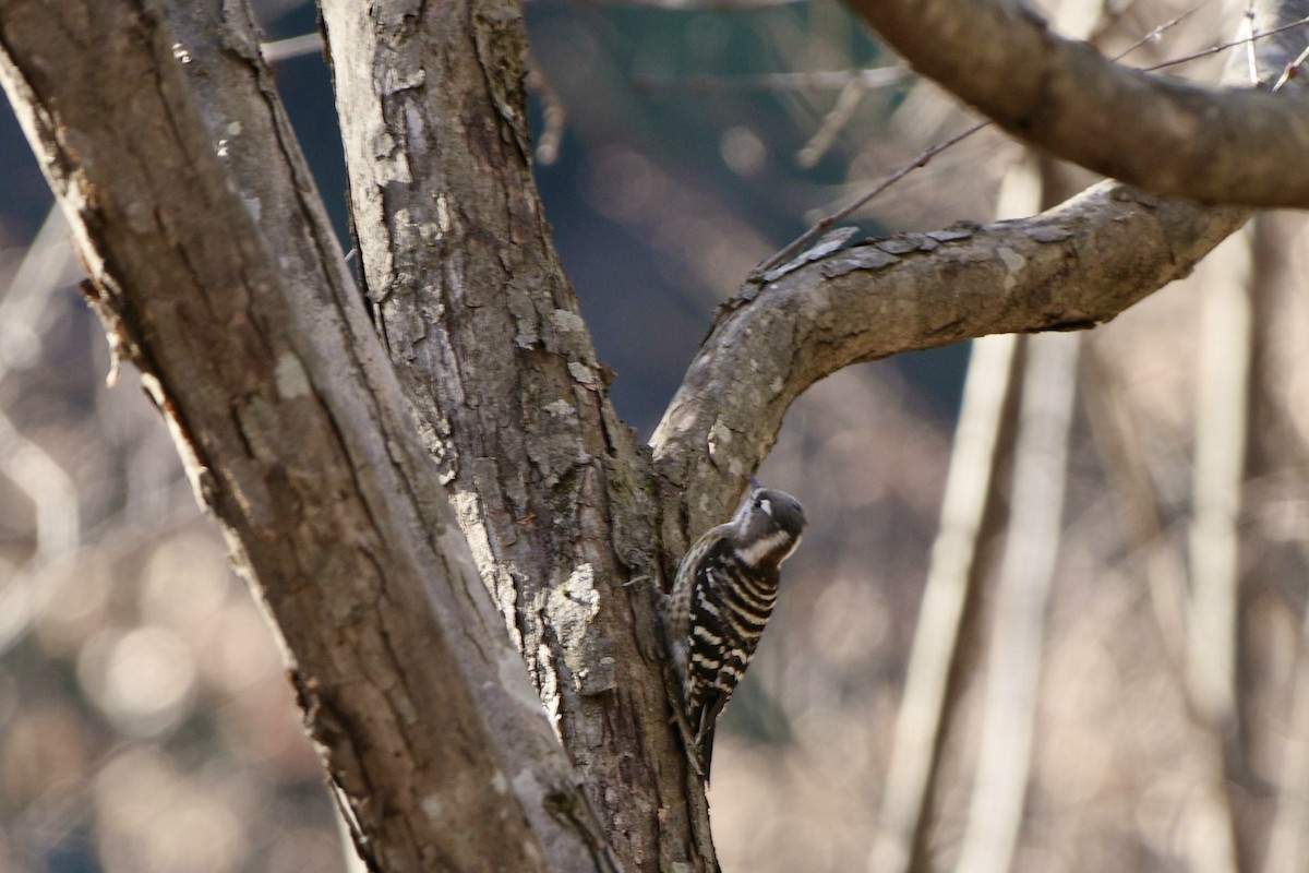 Japanese Pygmy Woodpecker - Hideki Sekimoto