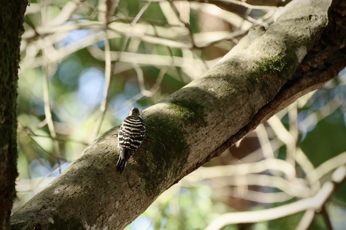 Japanese Pygmy Woodpecker - ML612109558