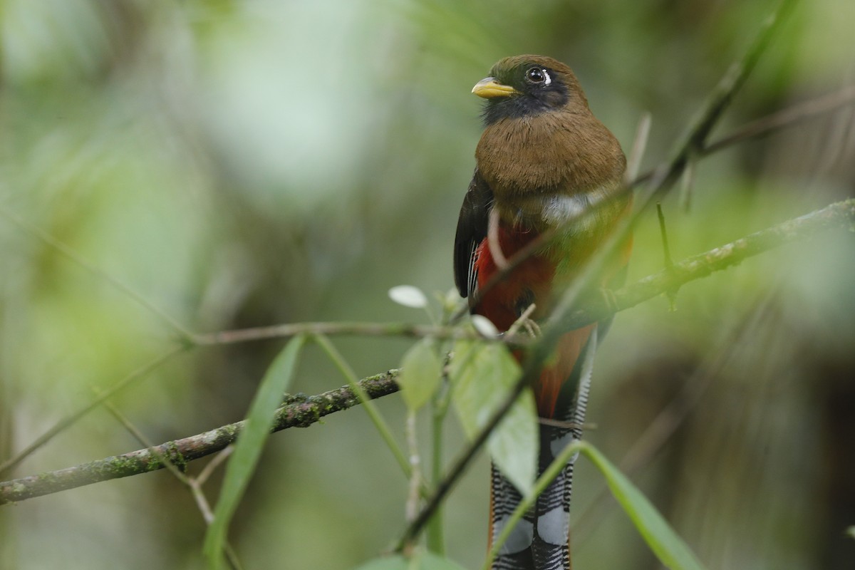 Masked Trogon - ML612109612