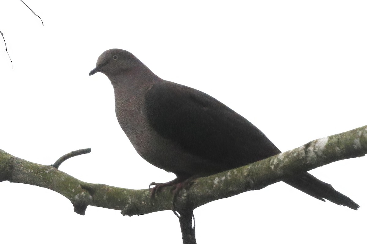 Plumbeous Pigeon - Jun Tsuchiya