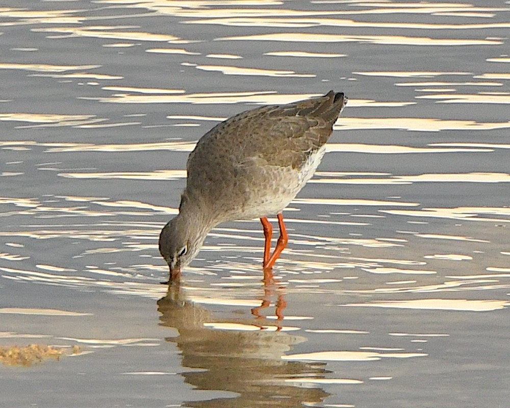 Common Redshank - ML612109626