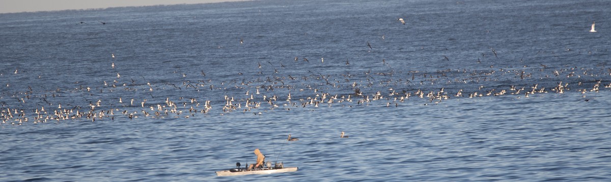 Black-vented Shearwater - ML612109694