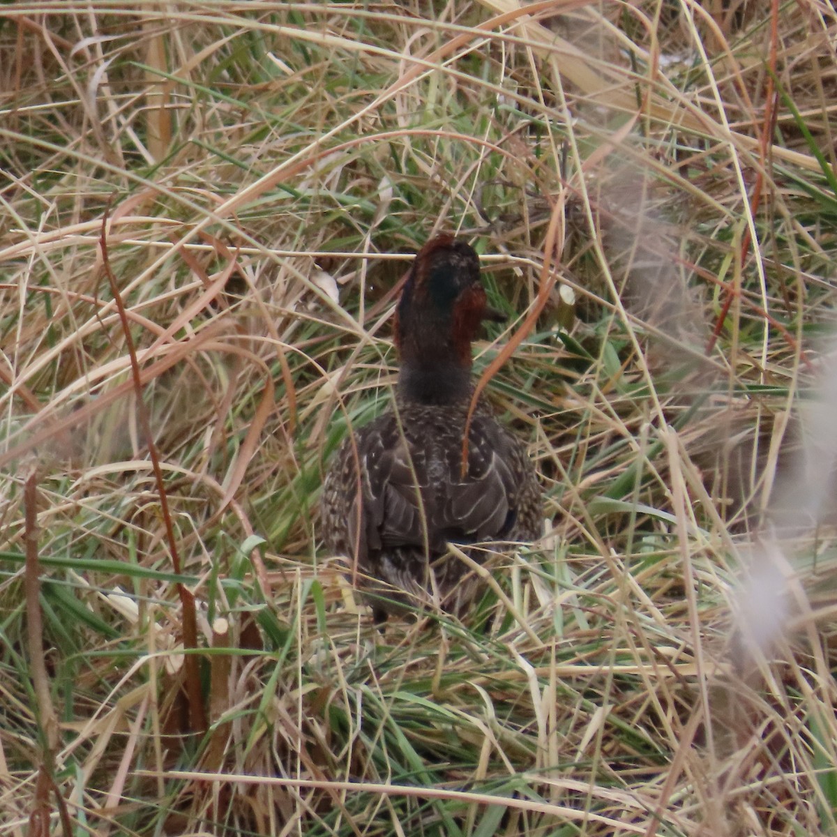 Çamurcun (carolinensis) - ML612109897