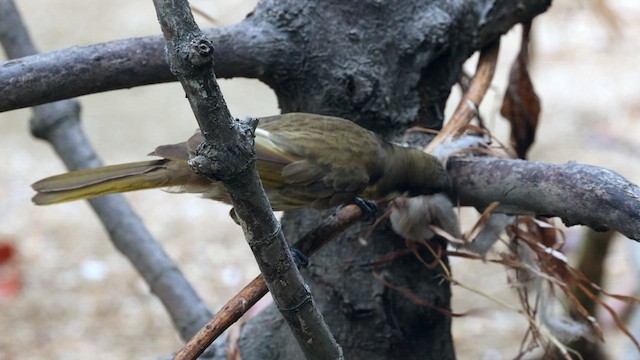 Varied Honeyeater - ML612109937