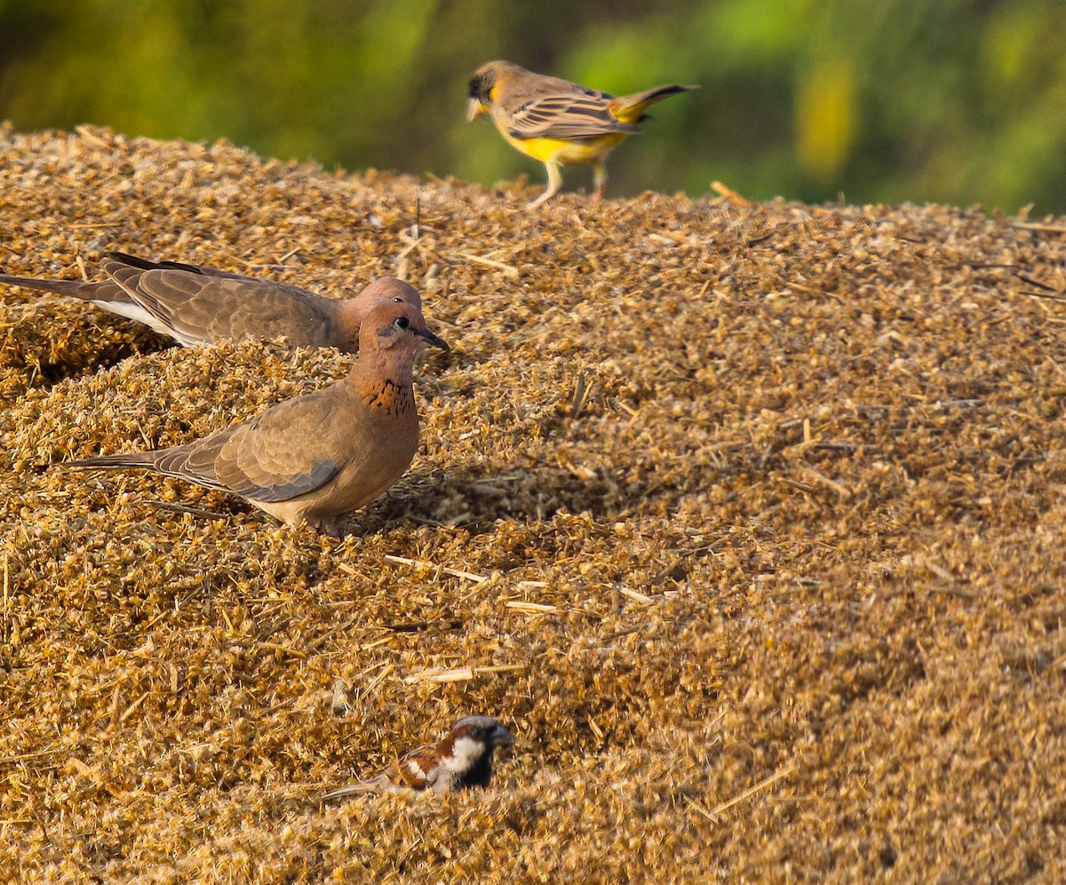 Laughing Dove - ML612109949