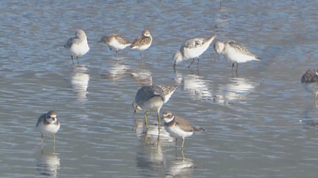 Red Knot - ML612110105