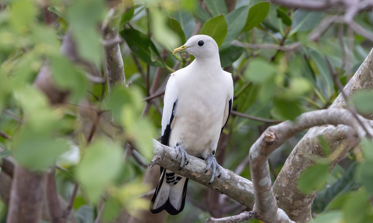 Torresian Imperial-Pigeon - ML612110148