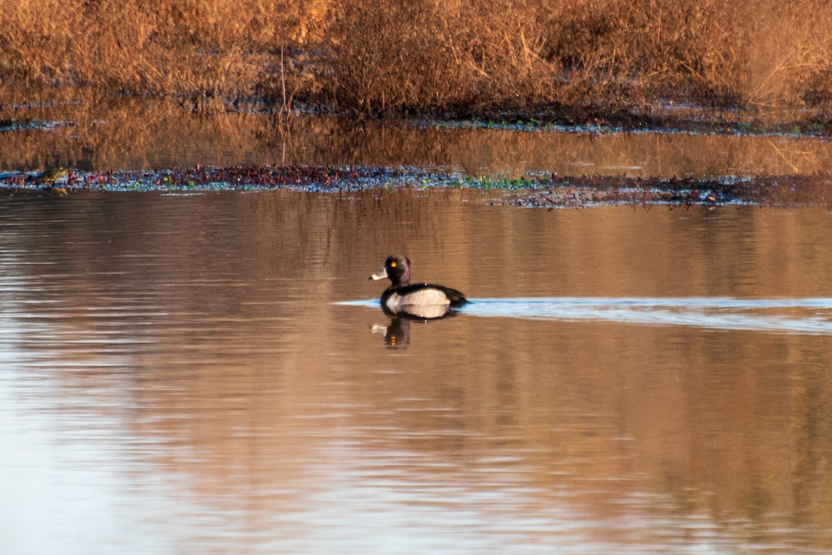 Ring-necked Duck - ML612110156