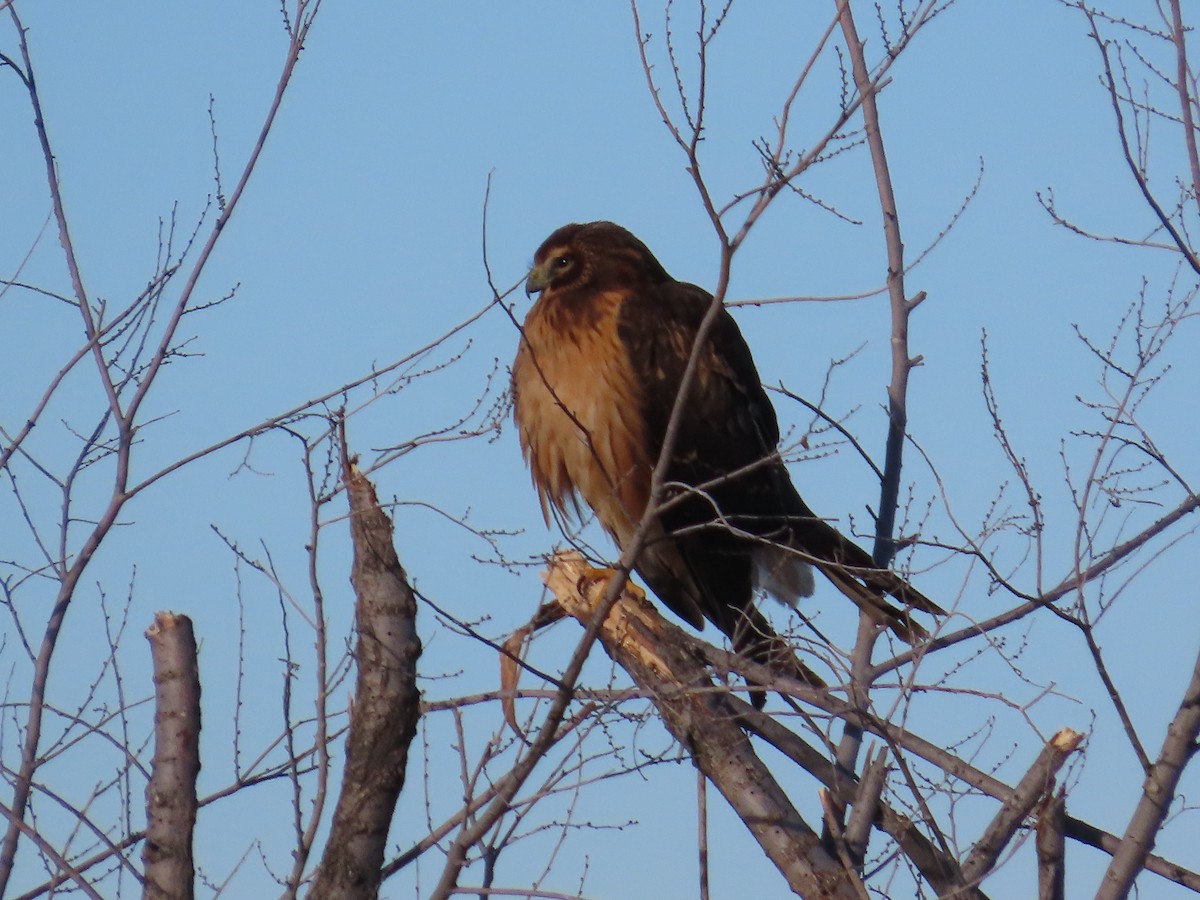 Northern Harrier - Dave Hawksworth