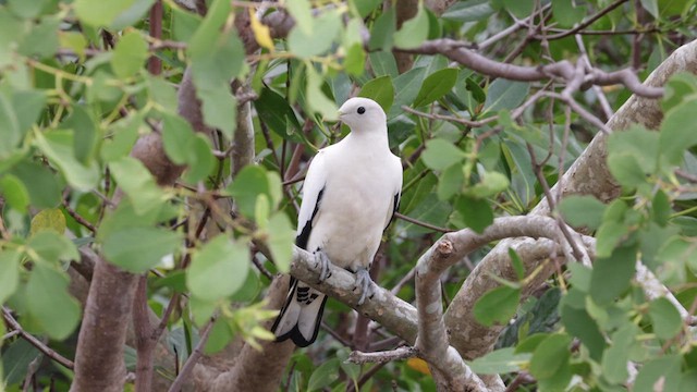 Torresian Imperial-Pigeon - ML612110160