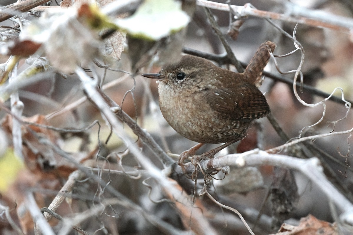 Winter Wren - ML612110188