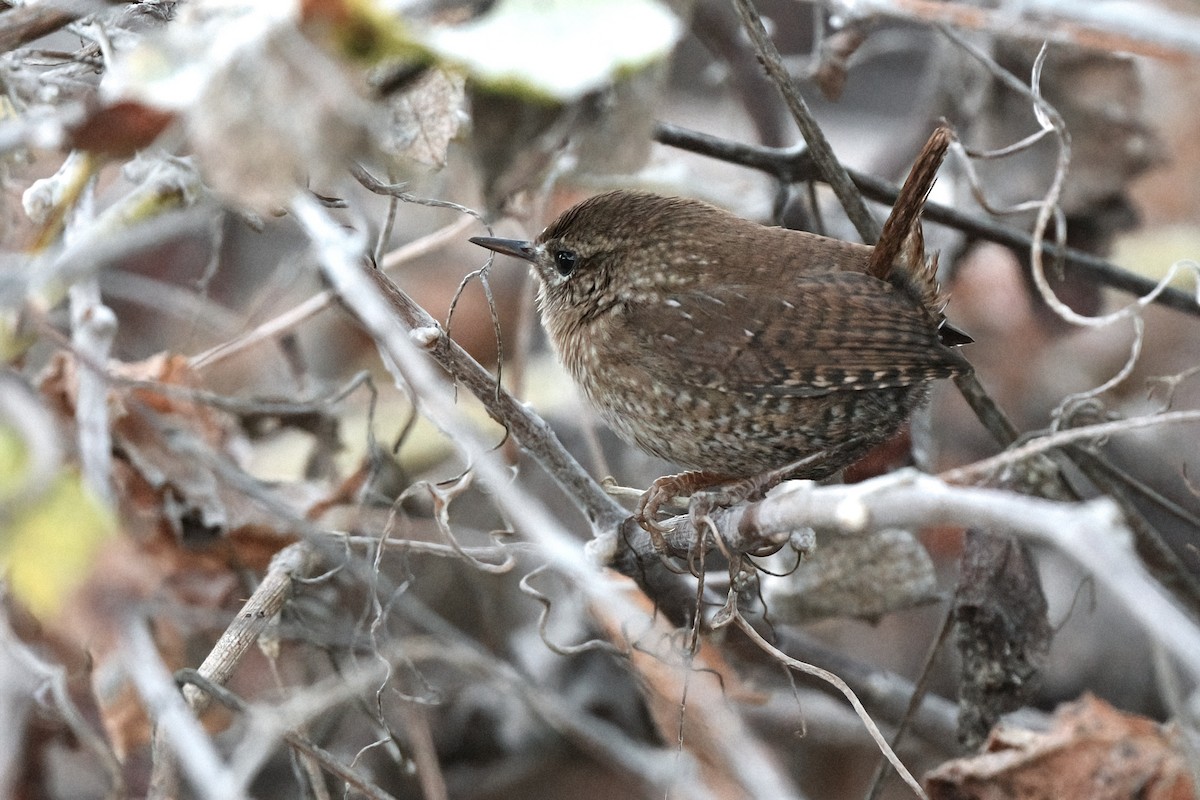 Winter Wren - ML612110189