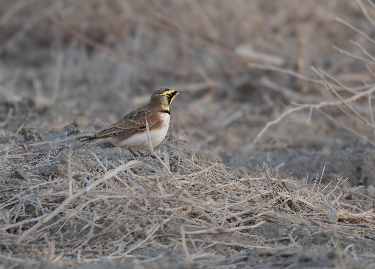 Horned Lark - ML612110227