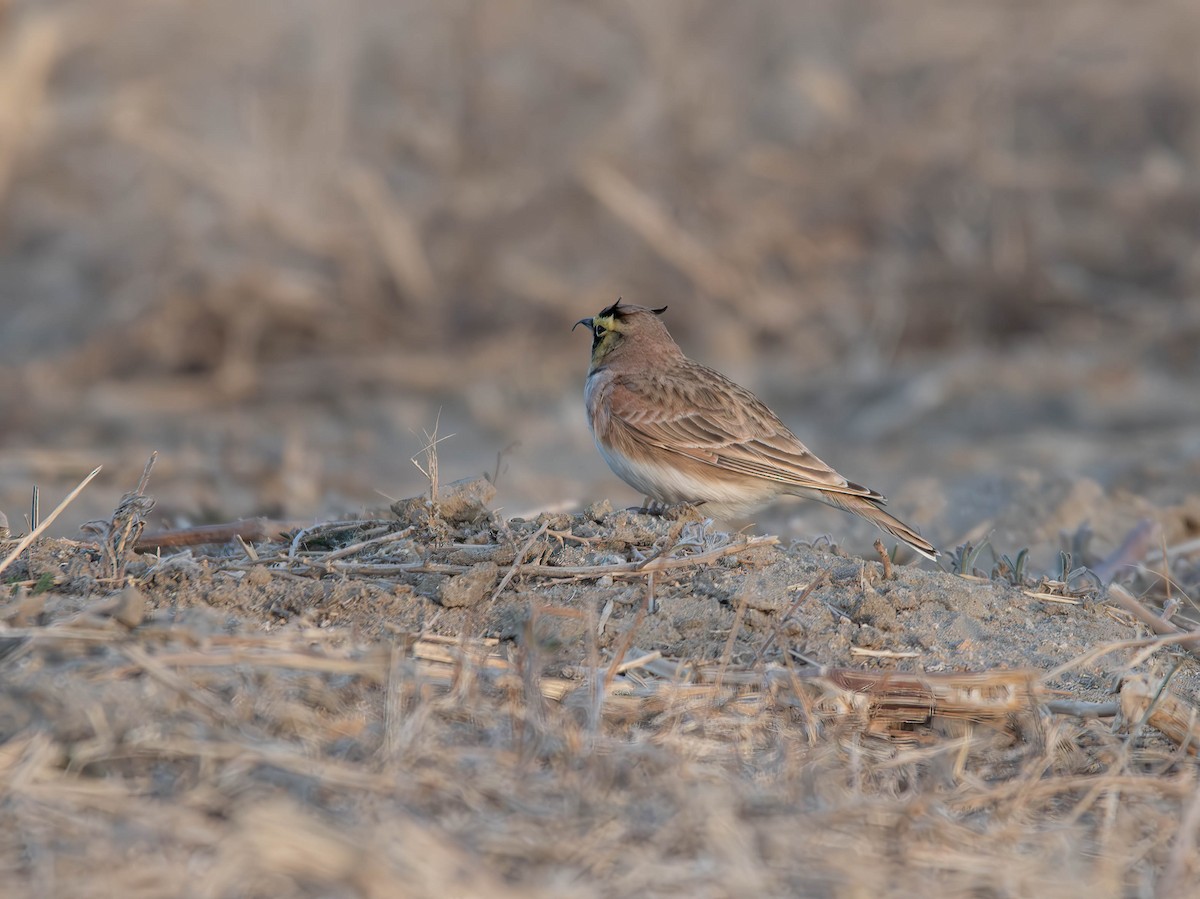Horned Lark - ML612110228