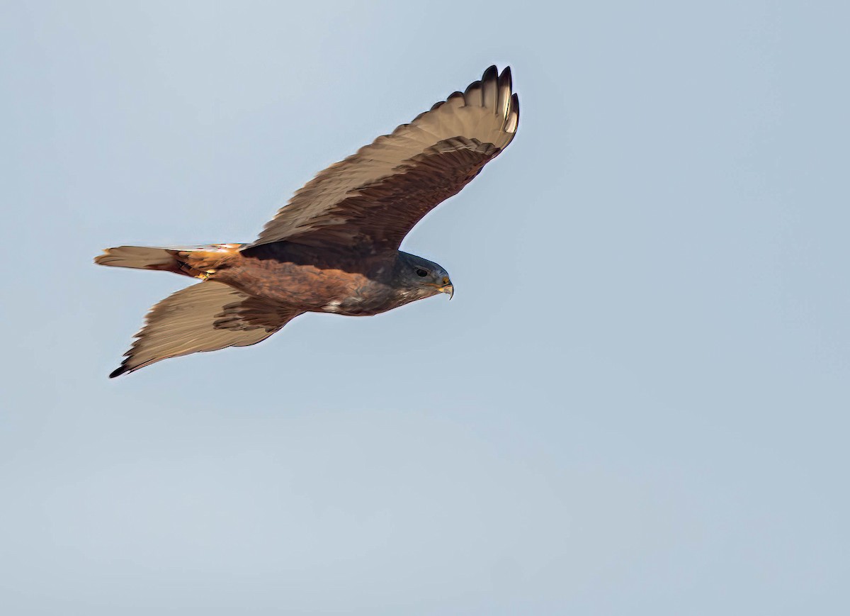 Ferruginous Hawk - ML612110231