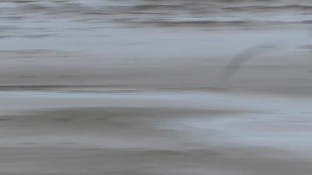 Red-necked Phalarope - ML612110446