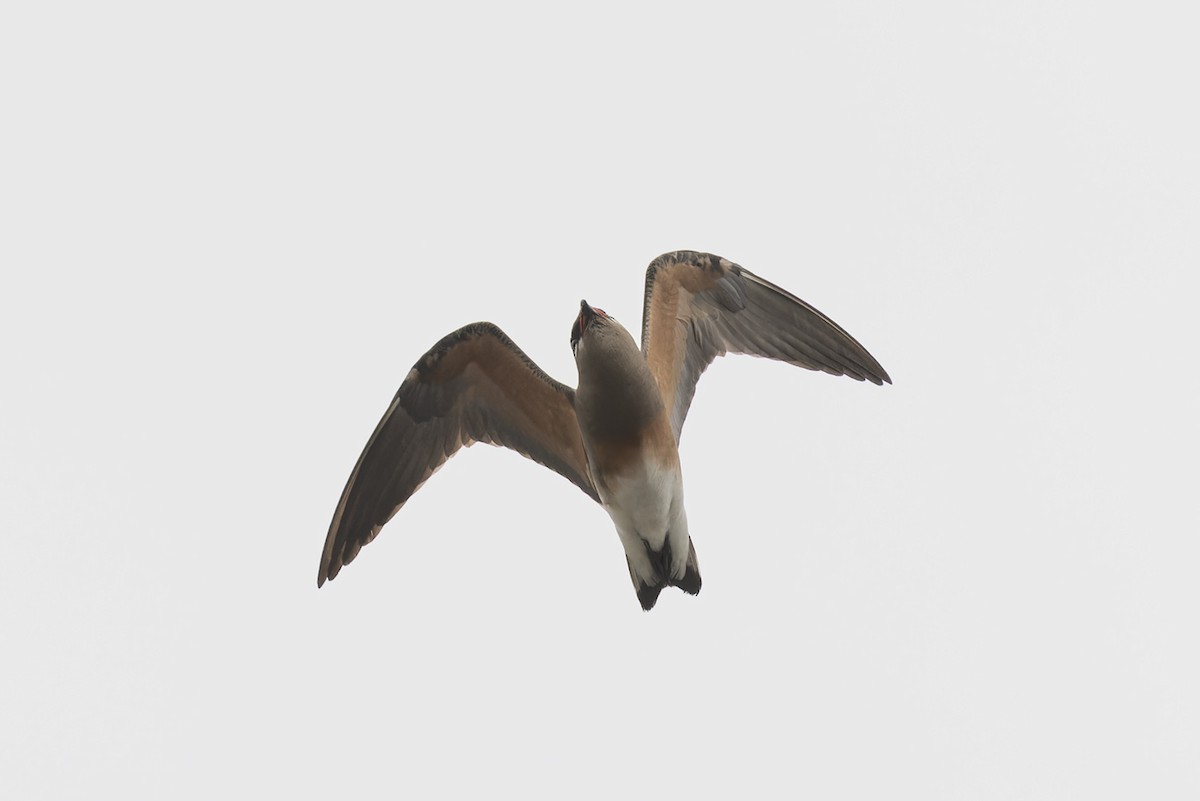 Madagaskarbrachschwalbe - ML612110502