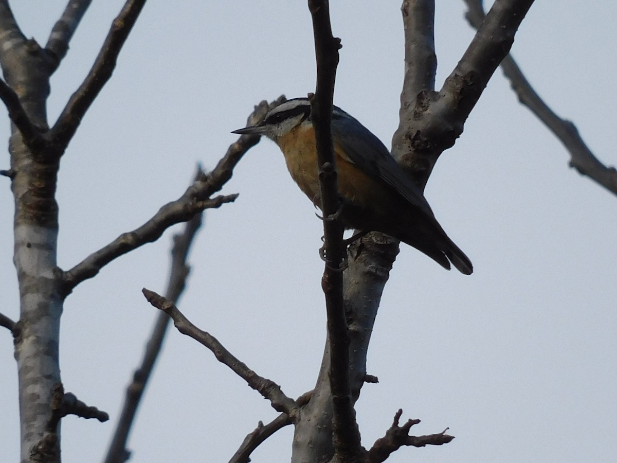 Red-breasted Nuthatch - ML612110575