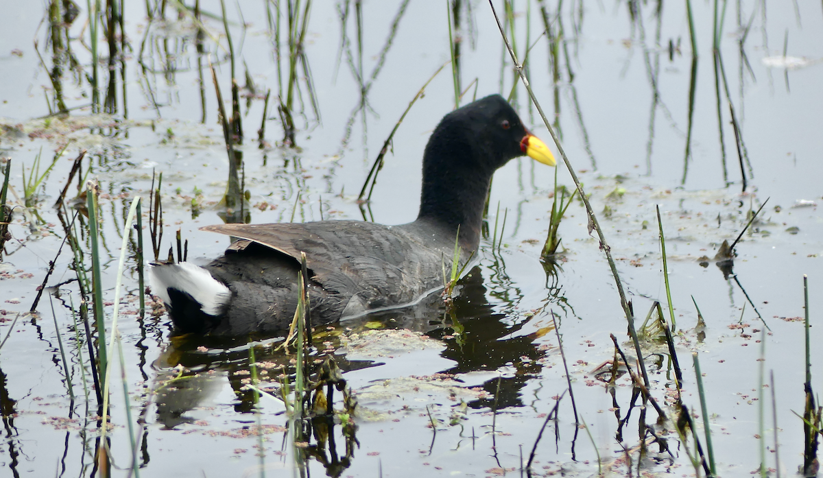 Red-fronted Coot - ML612110656