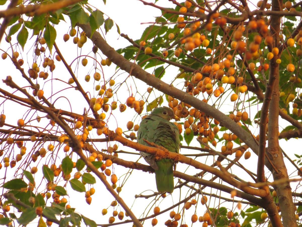 Black-chinned Fruit-Dove - ML612110667