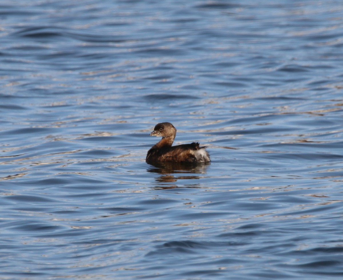 Pied-billed Grebe - ML612110690